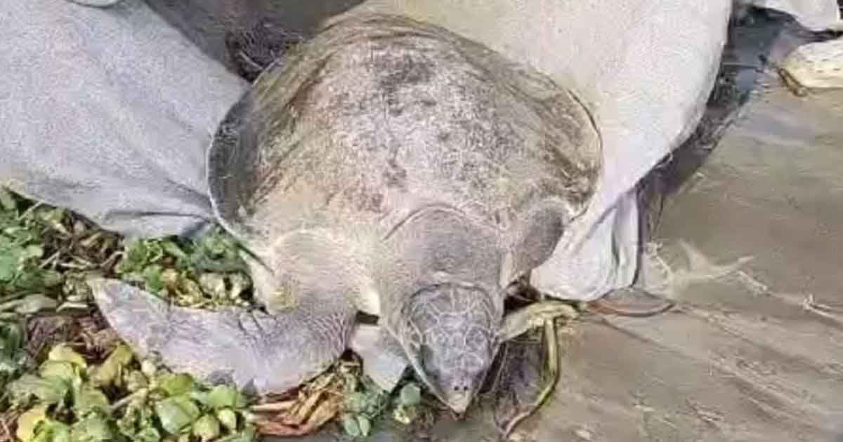 মেঘনায় জেলের জালে ৪০ কেজি ওজনের কচ্ছপ