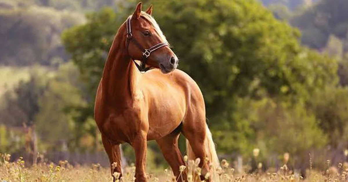 রাতের আঁধারে ৮ ঘোড়া জবাই, ১১টি জীবিত উদ্ধার