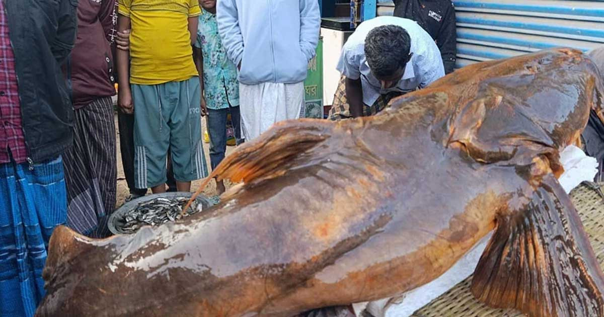 এক বাঘাইড়ের দাম ২ লাখ ৬০ হাজার টাকা