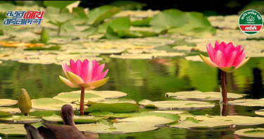 জাতীয় নির্বাচন: এনসিপির অফিসিয়াল থিম সং রিলিজ