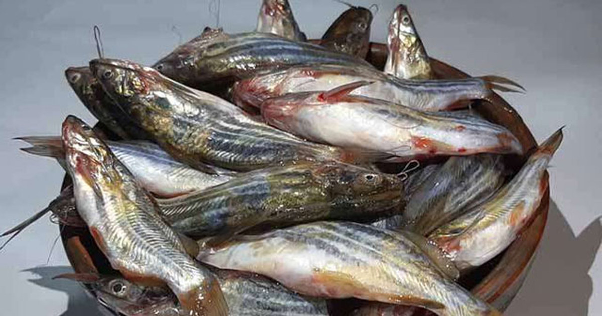 ট্যাংরা মাছ খেলে কী হয়?