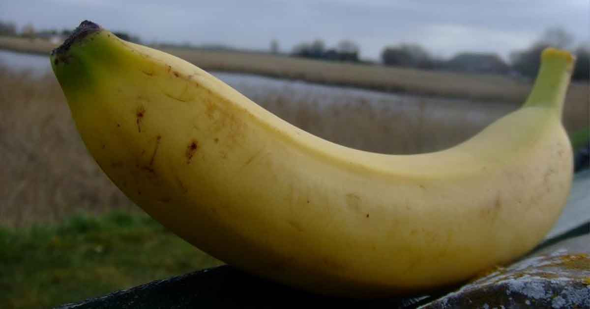 কলা কেন সোজা হয় না?