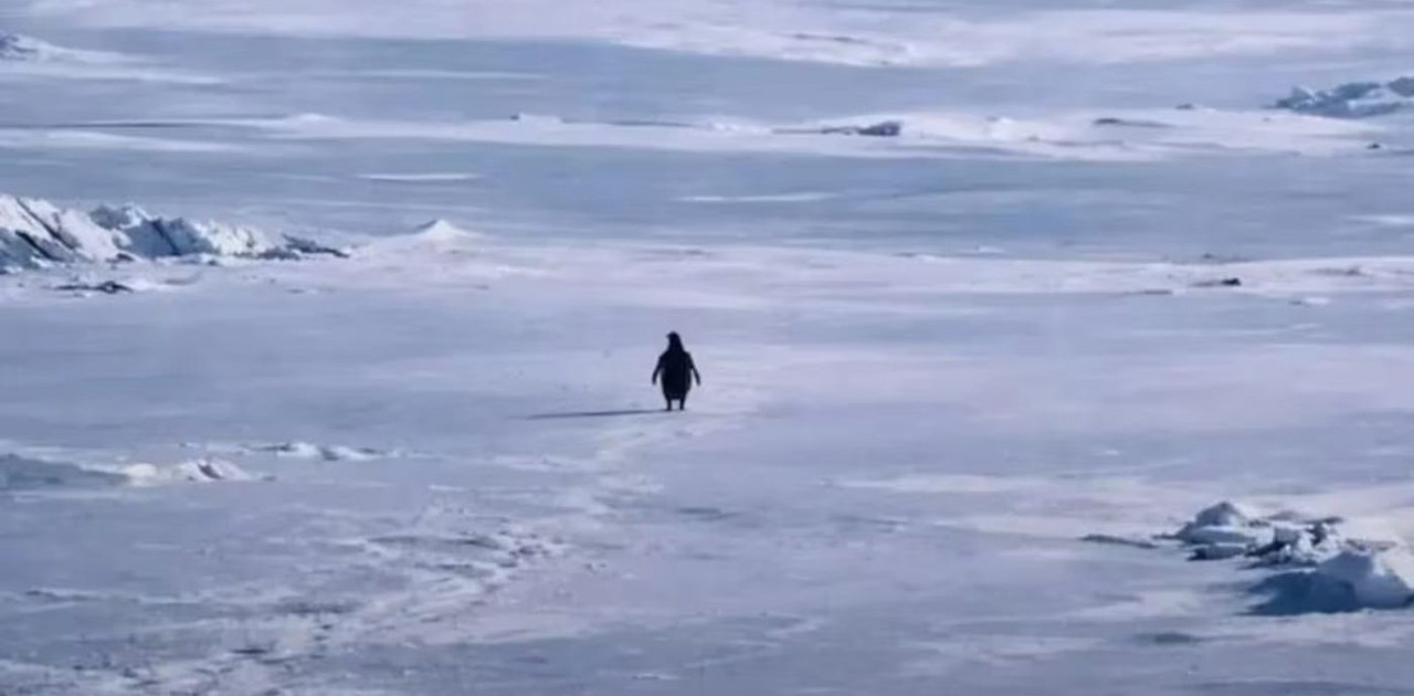 বিশ্বজুড়ে ভাইরাল উল্টো পথে নিঃসঙ্গ পেঙ্গুইন, প্রকৃত গল্প কী?