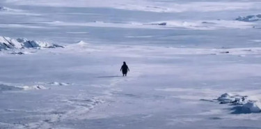 বিশ্বজুড়ে ভাইরাল উল্টো পথে নিঃসঙ্গ পেঙ্গুইন, প্রকৃত গল্প কী?