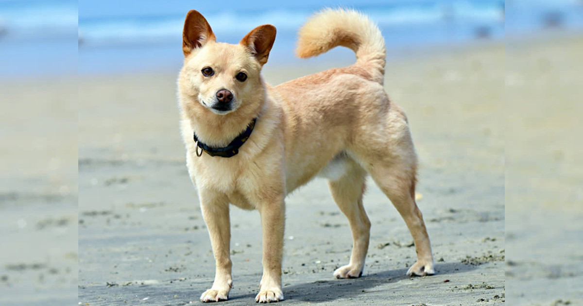 কুকুরের লেজ কেন সোজা হয় না?