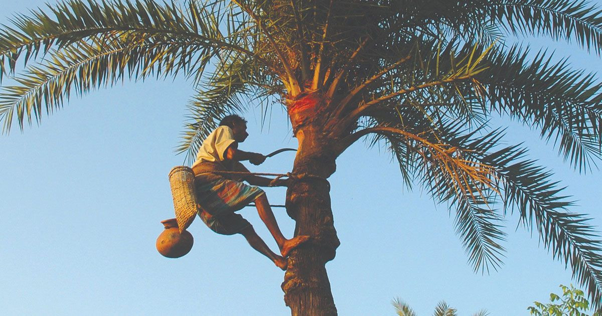 নিপাহ ভাইরাসের মরণকামড়, মৃত্যুহার পৌঁছেছে শতভাগ