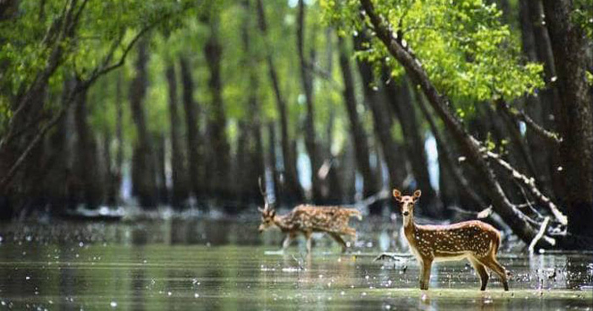 সুন্দরবনের লোকালয় থেকে মায়াবী চিত্রা হরিণ উদ্ধার