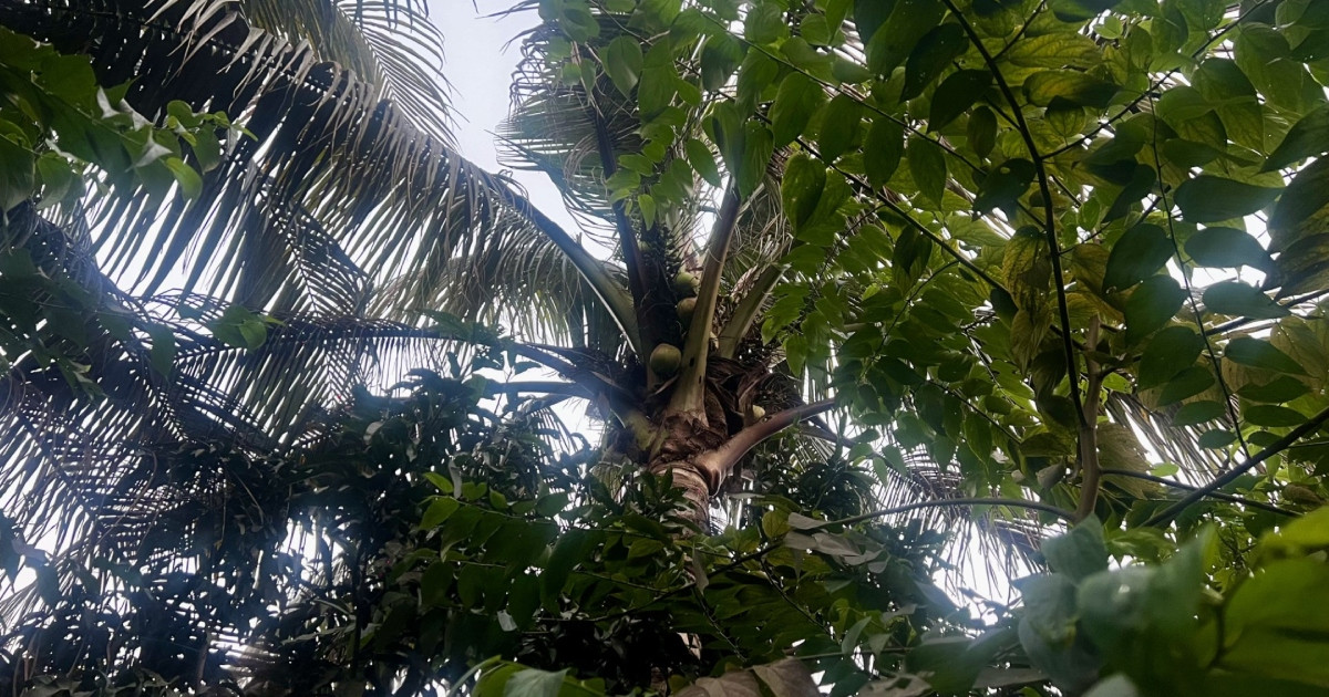 ডাব চুরির বিচার মানতে না পেরে হামলা ও লুটপাট