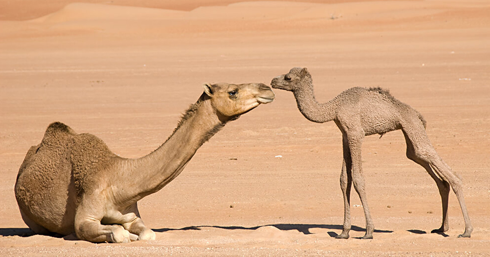 উটকে দেয়া হবে পাসপোর্ট