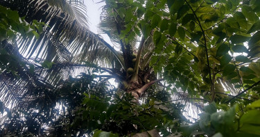 ডাব চুরির বিচার মানতে না পেরে হামলা ও লুটপাট