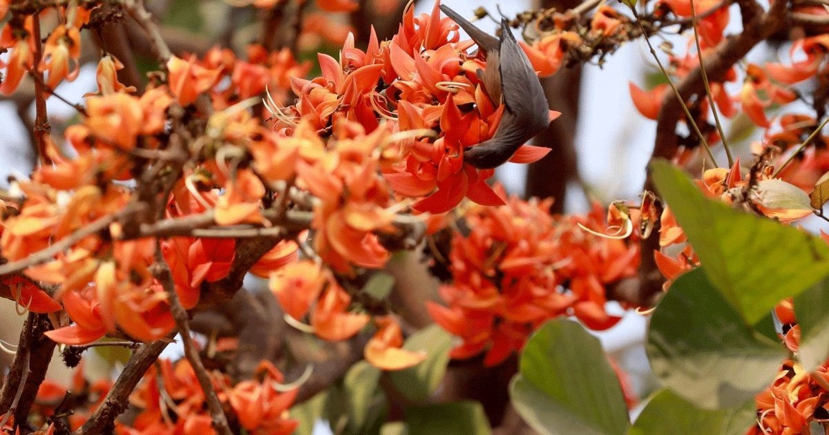 ফাগুনের প্রথম দিন ও ভালোবাসা দিবস আজ