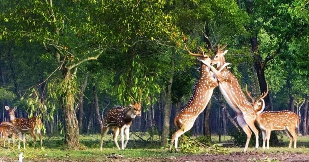 বিপন্ন সুন্দরবন রক্ষায় আজ ‘সুন্দরবন দিবস’