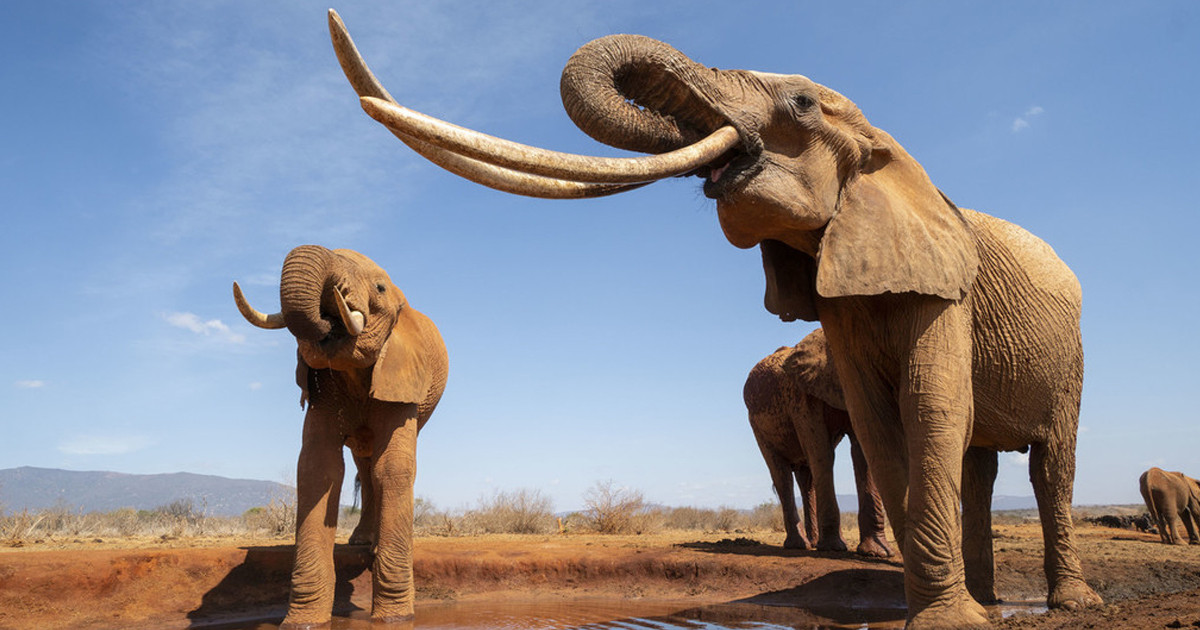 ঝাড়খণ্ডে হাতির আক্রমণে একই পরিবারের ৪ জনসহ নিহত ৬