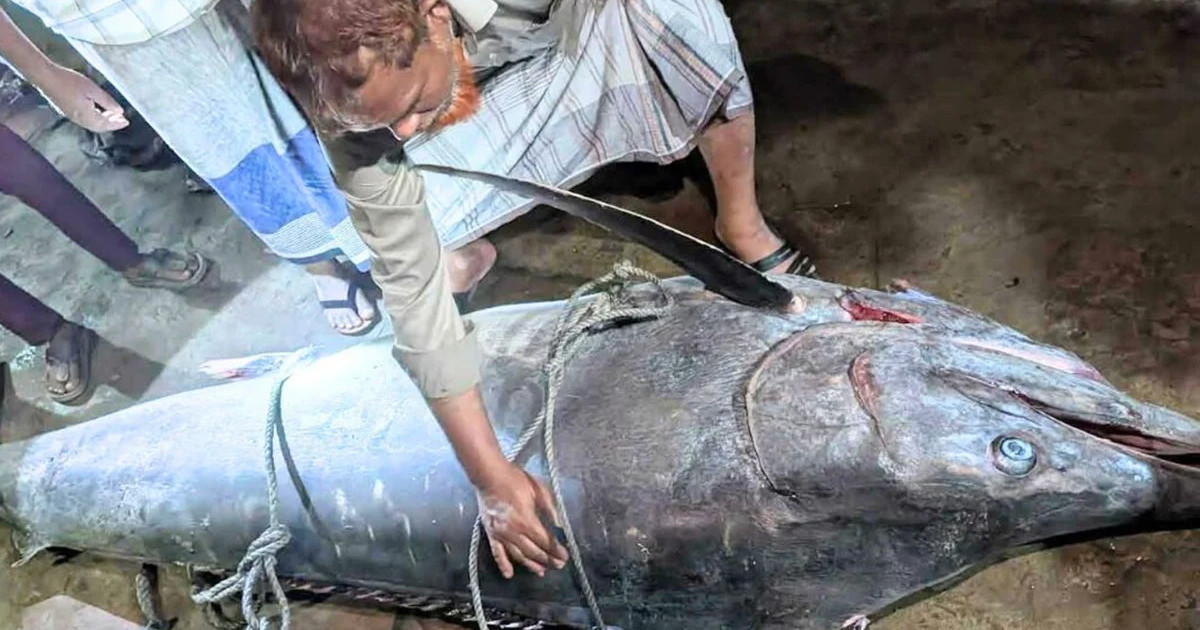 টেকনাফে ধরা পড়লো ২০০ কেজির ‘পাখি মাছ’