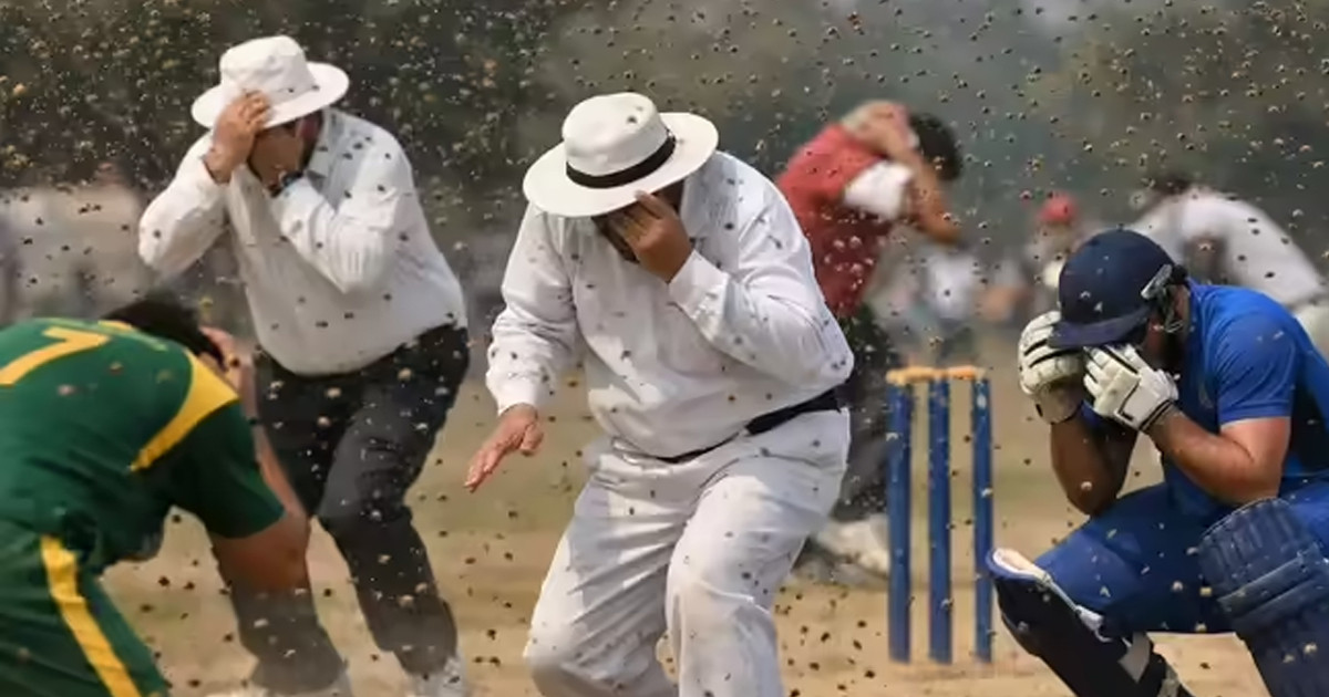 ম্যাচ চলাকালে মৌমাছির হামলা, প্রাণ গেল আম্পায়ারের