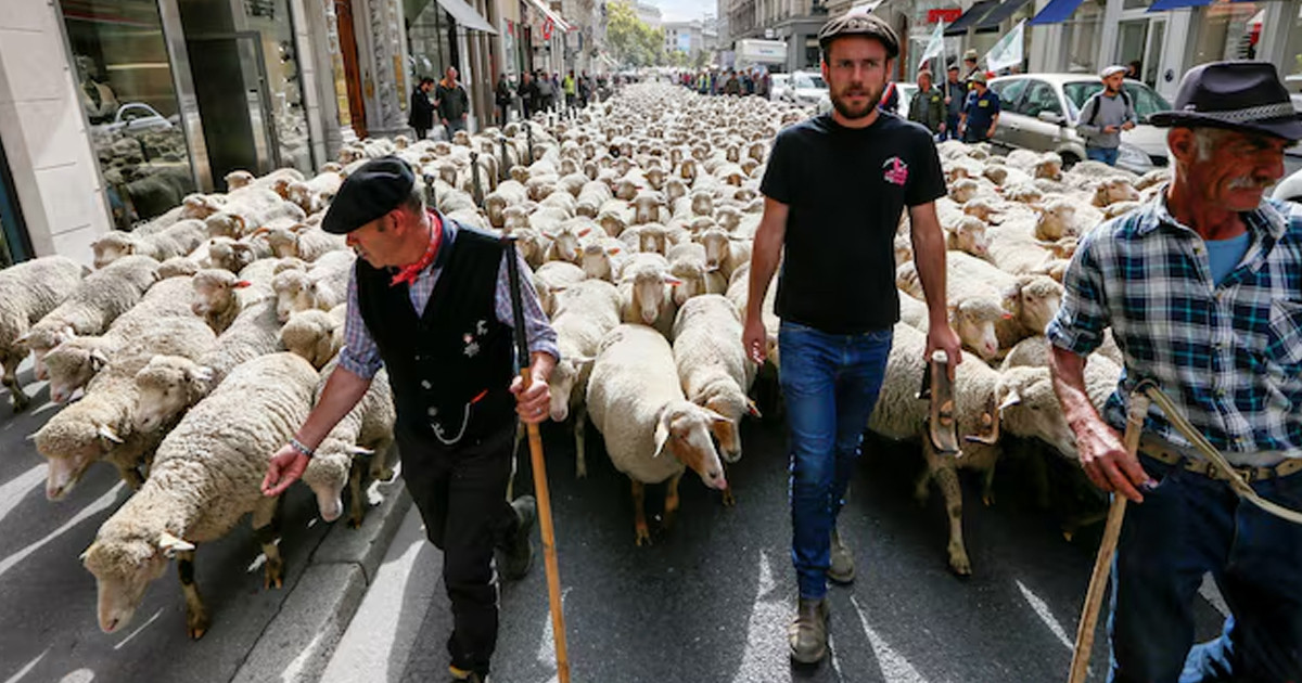 যে কারণে ২০০ নেকড়ে হত্যার অনুমতি দিলো ফ্রান্স