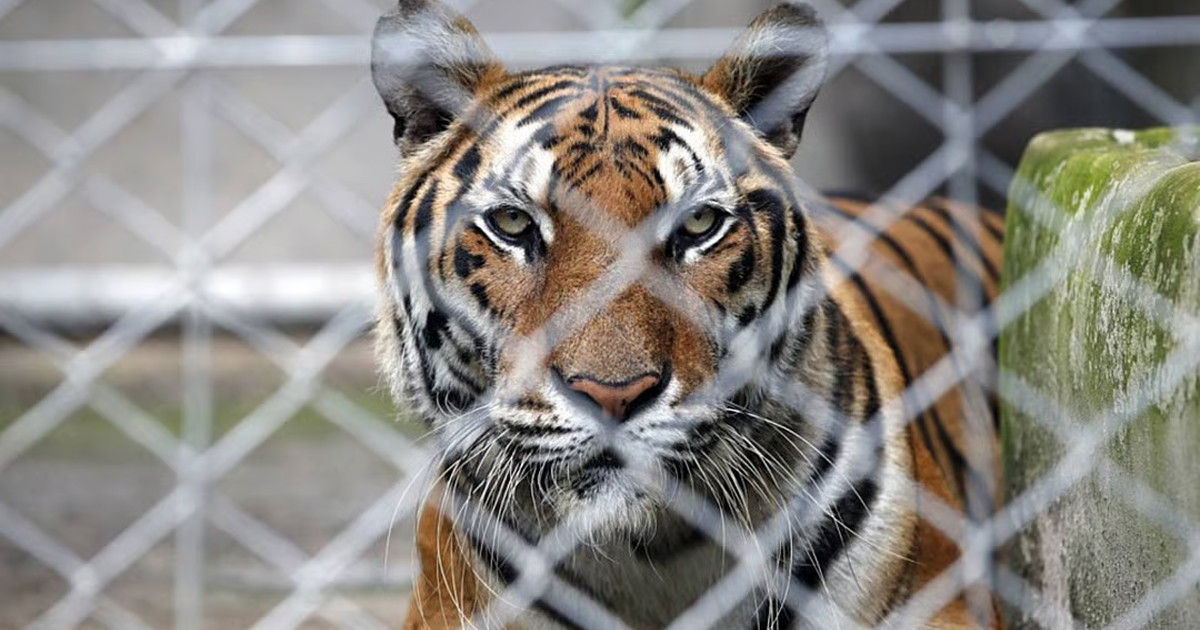 থাইল্যান্ডের সাফারি পার্কে প্রাণঘাতী ভাইরাসে ৭২ বাঘের মৃত্যু