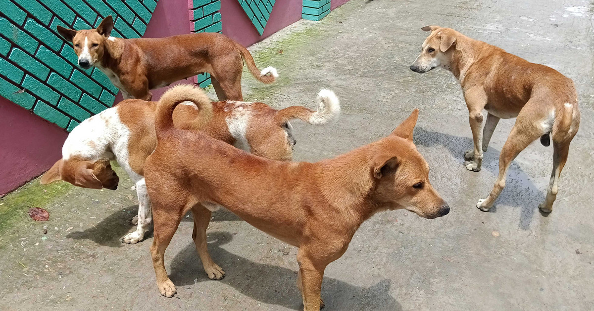 বাংলাদেশ থেকে কুকুর পাচার হচ্ছে ভারতে