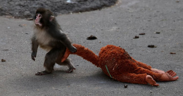 খেলনা ওরাংওটাংকে জড়িয়ে ভাইরাল নিঃসঙ্গ বানর ‘পাঞ্চ’