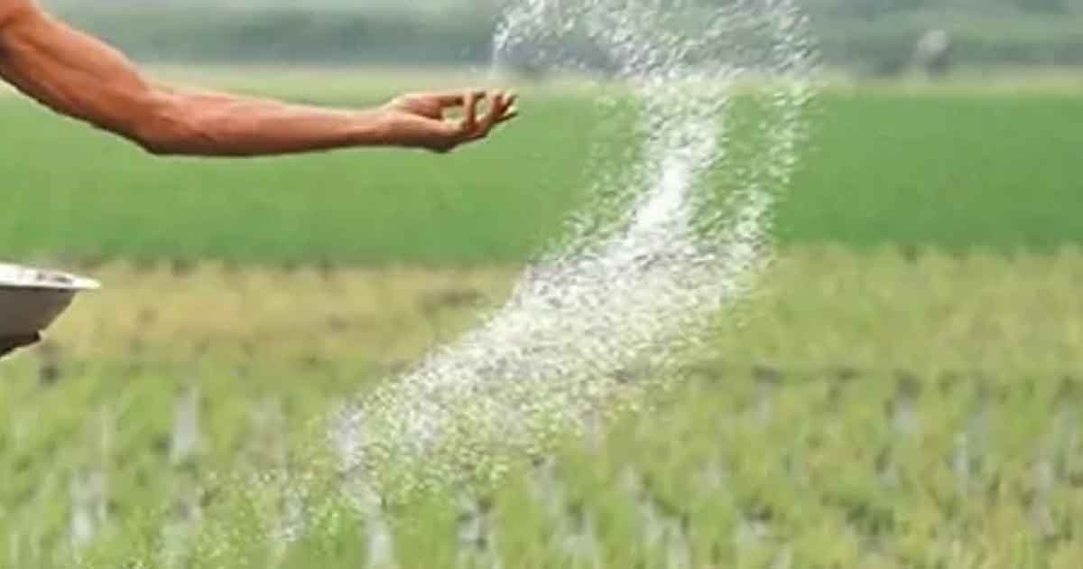 সারের বাড়তি দামে বোরো চাষাবাদে এবার লোকসানের শঙ্কায় কৃষকরা