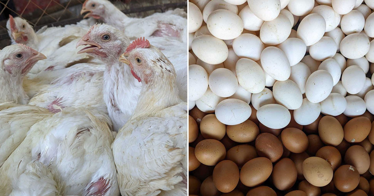 বাংলাদেশসহ ৪০ দেশের ডিম-মুরগি আমদানিতে সৌদি আরবের নিষেধাজ্ঞা