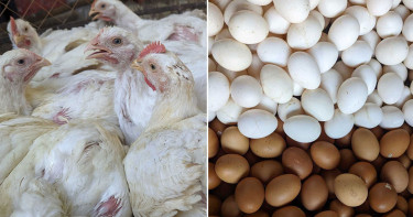 বাংলাদেশসহ ৪০ দেশের ডিম-মুরগি আমদানিতে সৌদি আরবের নিষেধাজ্ঞা