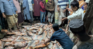 সেন্টমার্টিনে ধরা পড়ল ৩৫ লাখ টাকার কোরাল মাছ