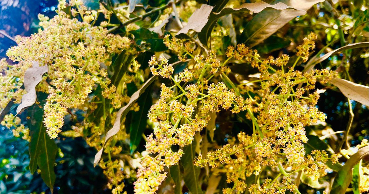 পাহাড়ে সুবাস ছড়াচ্ছে আমের মুকুল