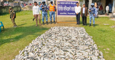 পিরোজপুরে ১০ মণ জাটকাসহ দুই ট্রলার জব্দ, ৩ জেলে গ্রেপ্তার