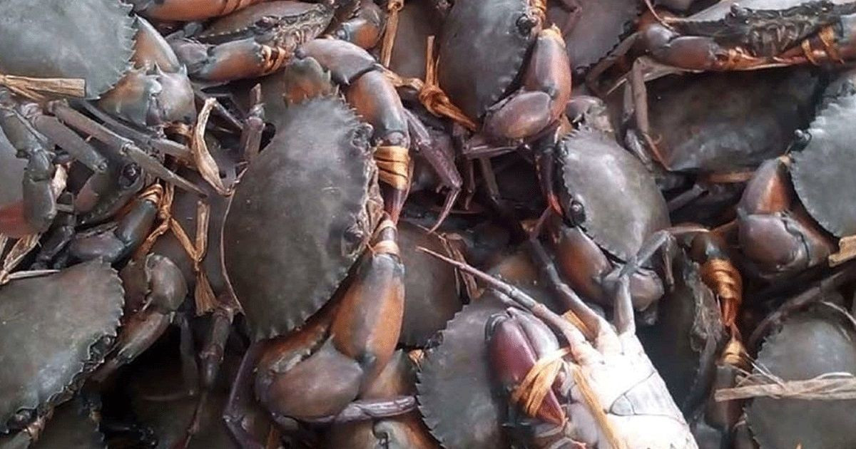 দুই মাস পর সুন্দরবনে কাঁকড়া আহরণ শুরু