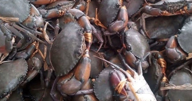 দুই মাস পর সুন্দরবনে কাঁকড়া আহরণ শুরু