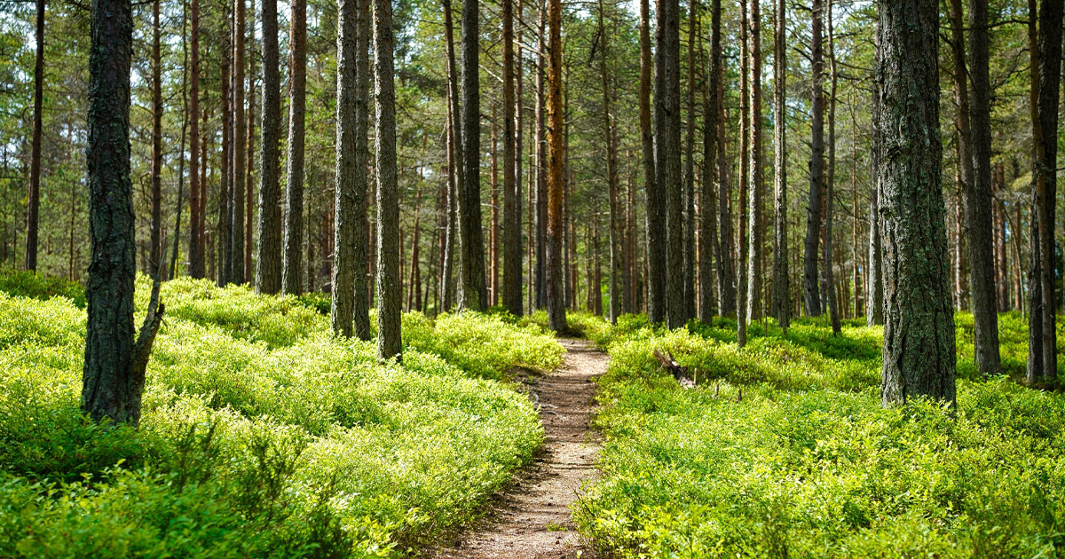 গলাকাটা অবস্থায় জঙ্গলে হাঁটছিল শিশু