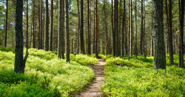 গলাকাটা অবস্থায় জঙ্গলে হাঁটছিল শিশু