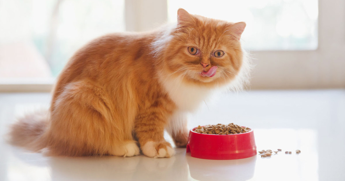 শুধু বিড়ালকে খাবার খাইয়েই চীনা তরুণের আয় ২৮ লাখ!