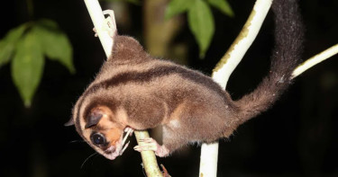 পশ্চিম পাপুয়ায় ৬ হাজার বছর ধরে বিলুপ্ত ভাবা পোসাম ও গ্লাইডারের সন্ধান