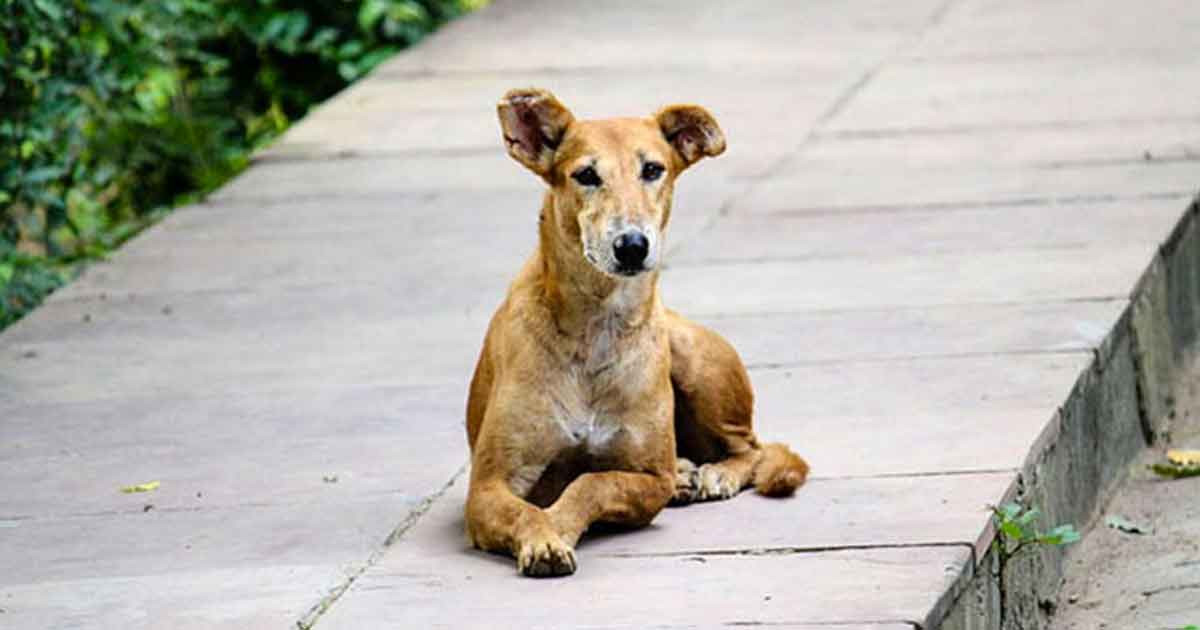 ২০ কুকুর হত্যায় ৩ জনের কারাদণ্ড