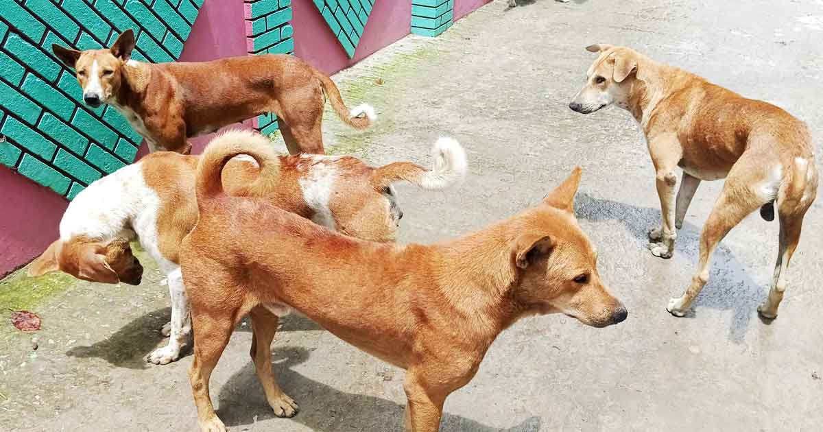 ২০ কুকুর হত্যায় ৩ জনের কারাদণ্ড
