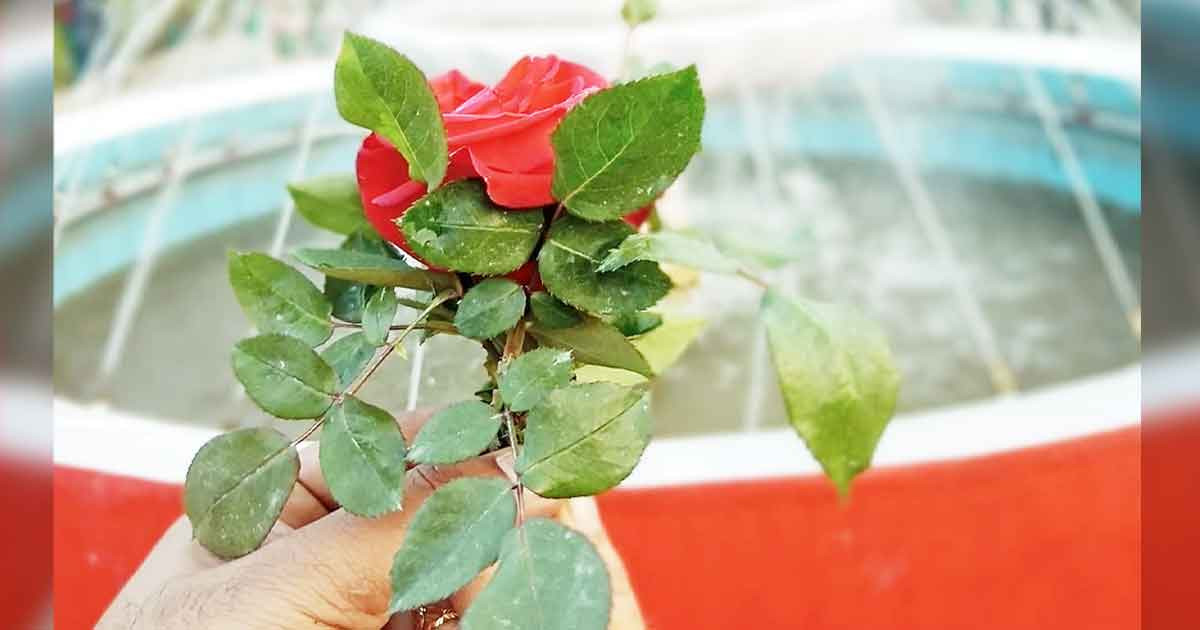 ব্যর্থ প্রেম ভুলে নতুন করে ঘুরে দাঁড়ানোর দিন আজ