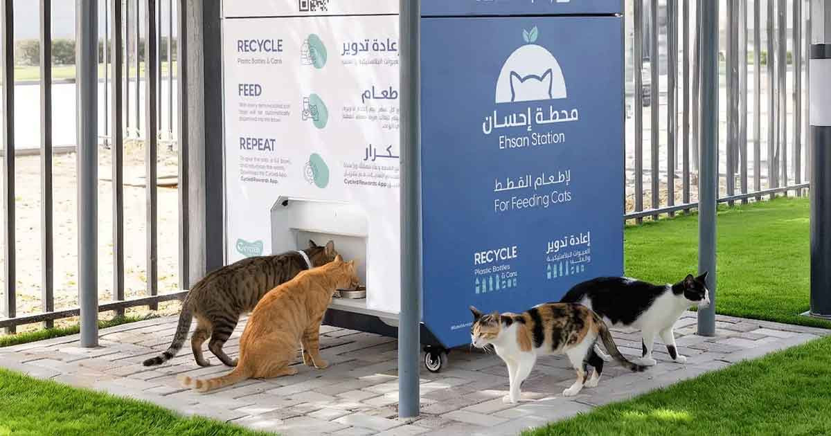 দুবাইয়ের রাস্তায় রাস্তায় হাজারো পোষা প্রাণী