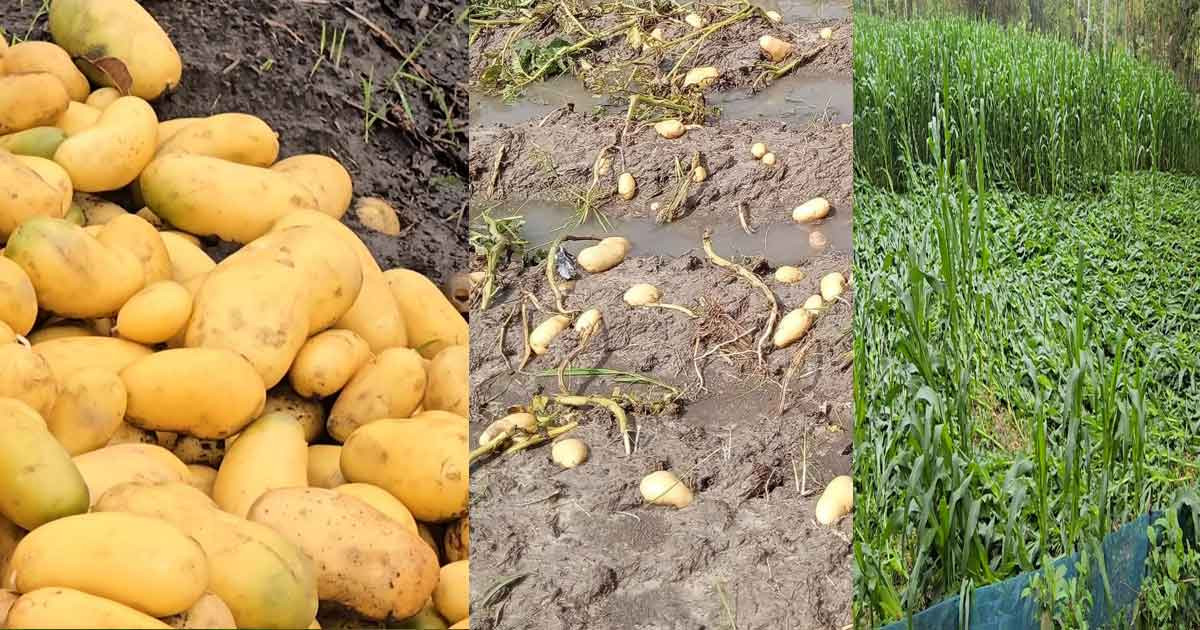 ঠাকুরগাঁওয়ে হঠাৎ বৃষ্টিতে ব্যাপক ক্ষয়ক্ষতি, বিপাকে কৃষক