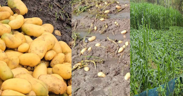 ঠাকুরগাঁওয়ে হঠাৎ বৃষ্টিতে ব্যাপক ক্ষয়ক্ষতি, বিপাকে কৃষক