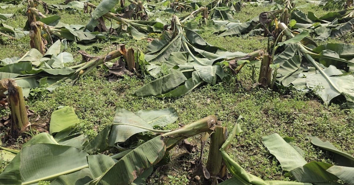 ঠাকুরগাঁওয়ের ৬শ গাছ কেটে ফেলার অভিযোগ