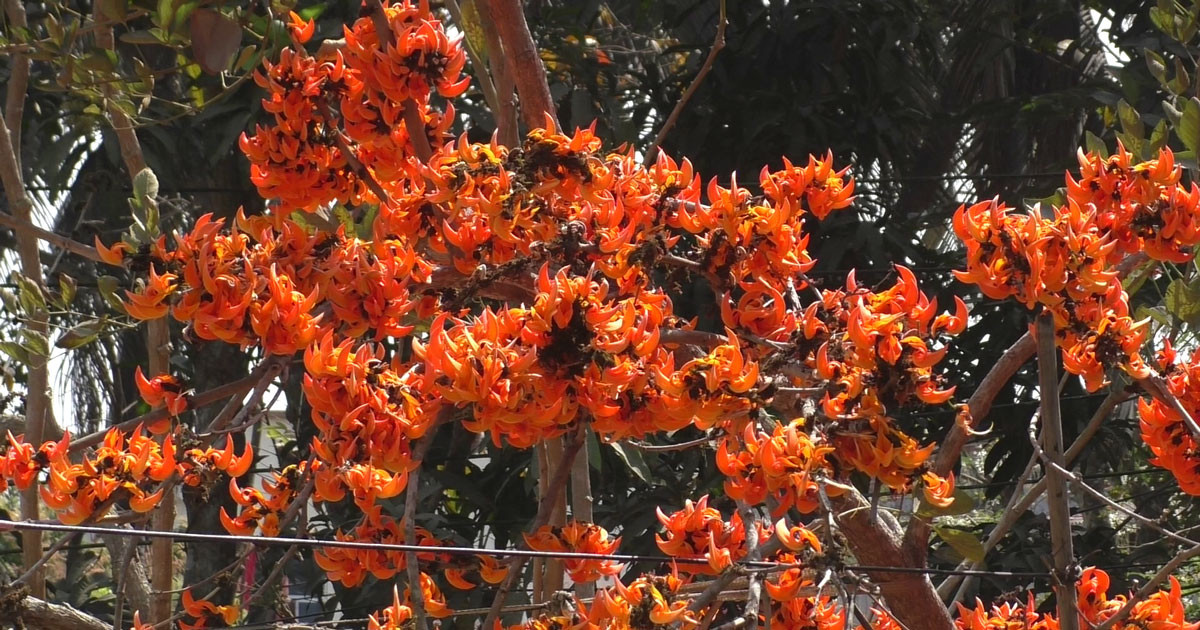 নড়াইলের পলাশ বিলাস: প্রকৃতিতে বসন্তের আগুন