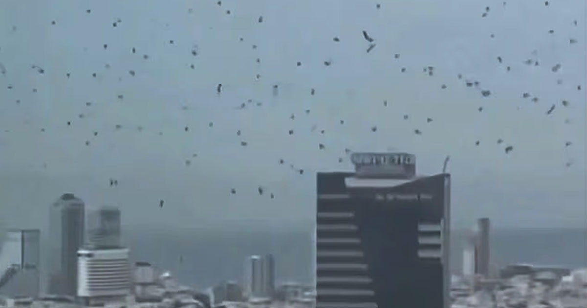 তেল আবিবের আকাশে হঠাৎ হাজারো কাক!