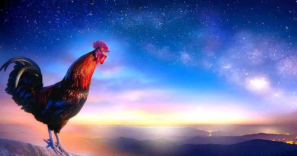 তাহাজ্জুদের জীবন্ত অ্যালার্ম মোরগ