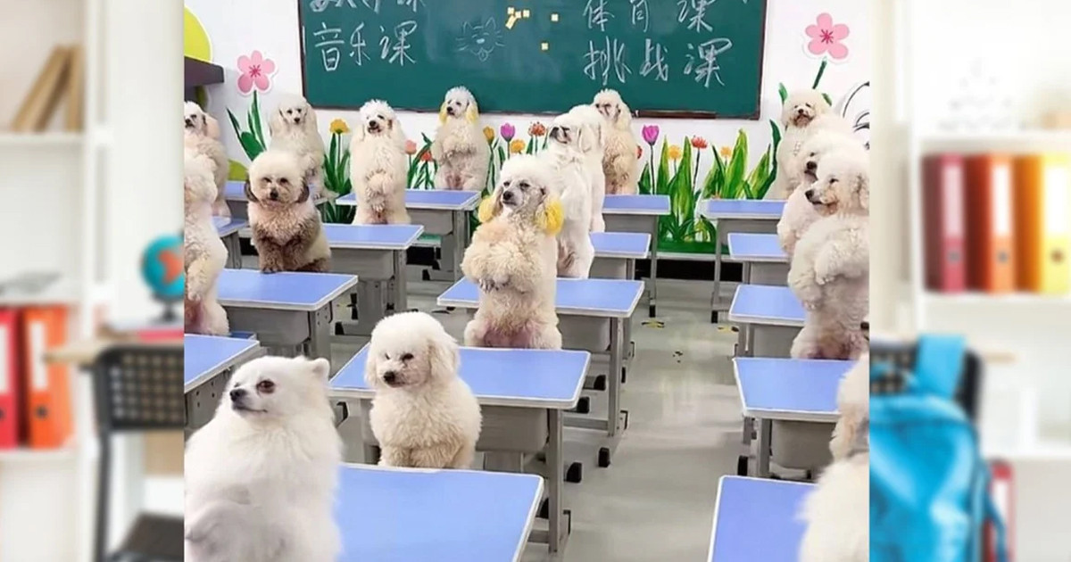 কুকুরছানাকে ২ লাখ টাকায় স্কুলে ভর্তি করলেন নারী