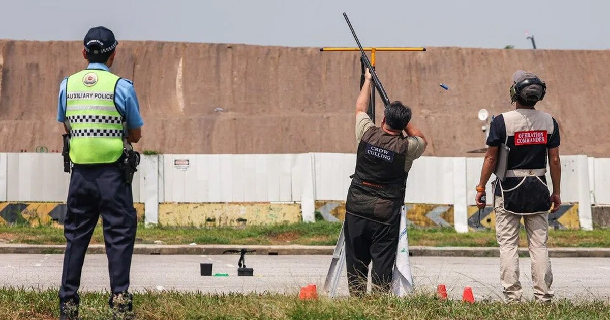 কাকের সংখ্যা নিয়ন্ত্রণে সিঙ্গাপুরে বিশেষ অভিযান, একদিনে হত্যা ১৬