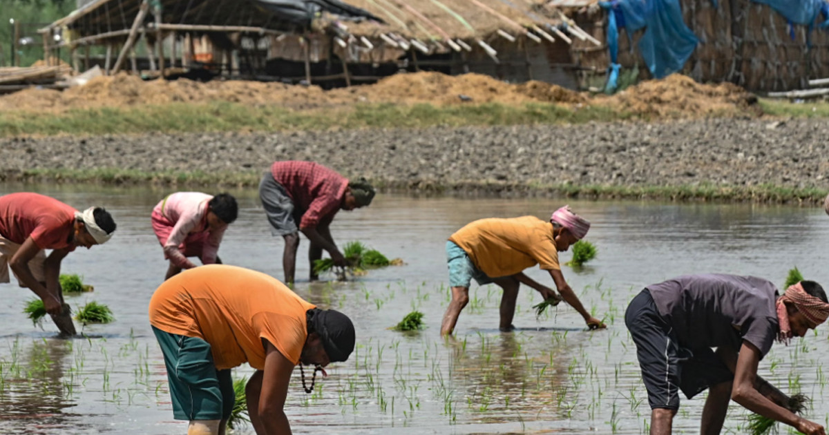 খাদ্য সংকটের শঙ্কায় ভারত
