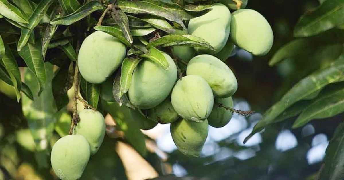 গরমে স্ট্রোকের ঝুঁকি কমাতে পারে কাঁচাআম