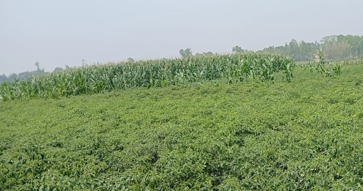 শিলাবৃষ্টি: ৮১৫ লাখ টাকার ক্ষতিতে কুড়িগ্রামের কৃষকরা